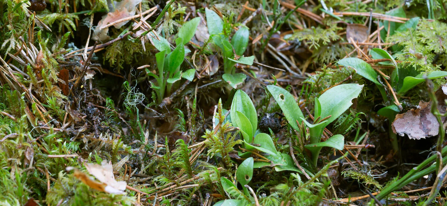 Боровая матка (ортилия однобокая)