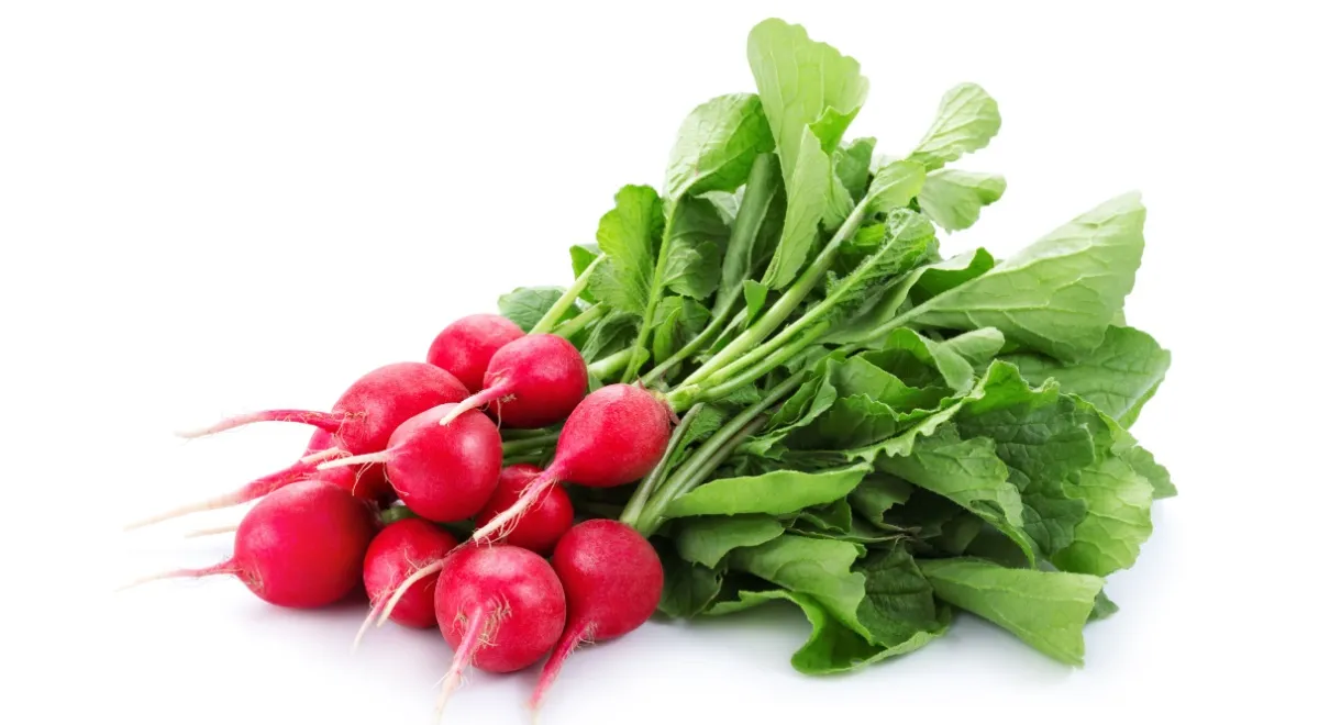 Именно в марте появляется первый редис