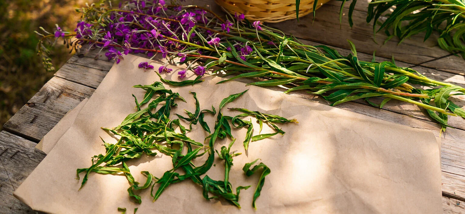 Иван-чай (кипрей)